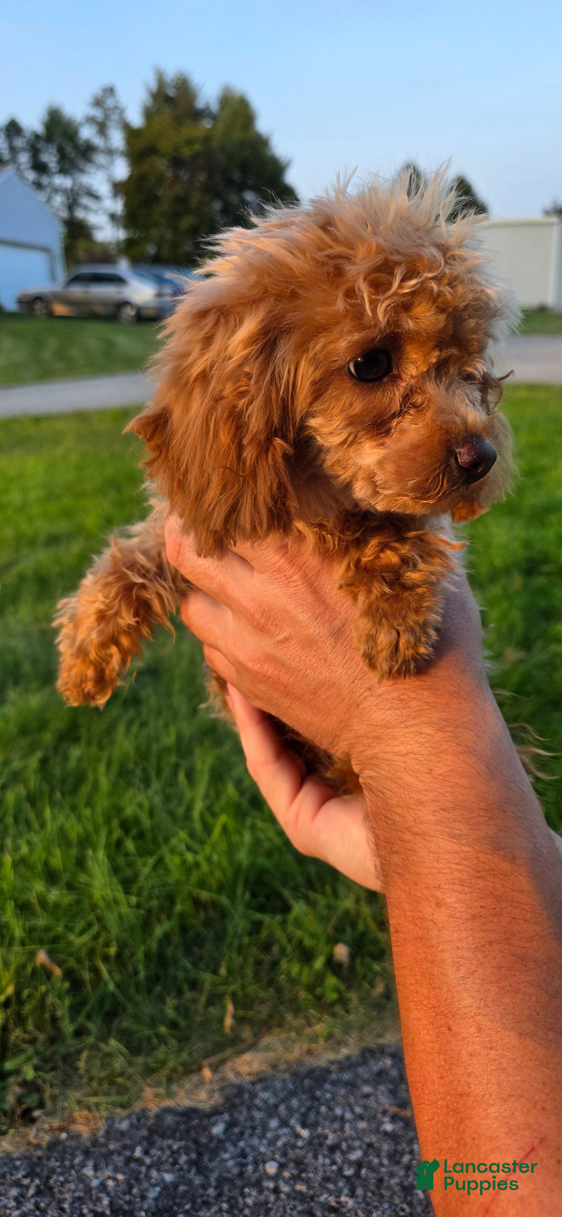 Maltipoo dogs Lucy - Ad 2