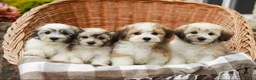 Havanese dogs for sale: Brady - Ad 8