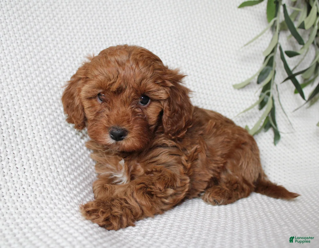 Cavapoo dogs for sale: Sage  - Ad 2