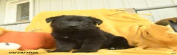 German Shepherd dogs for sale: Jezebel  - Ad 4