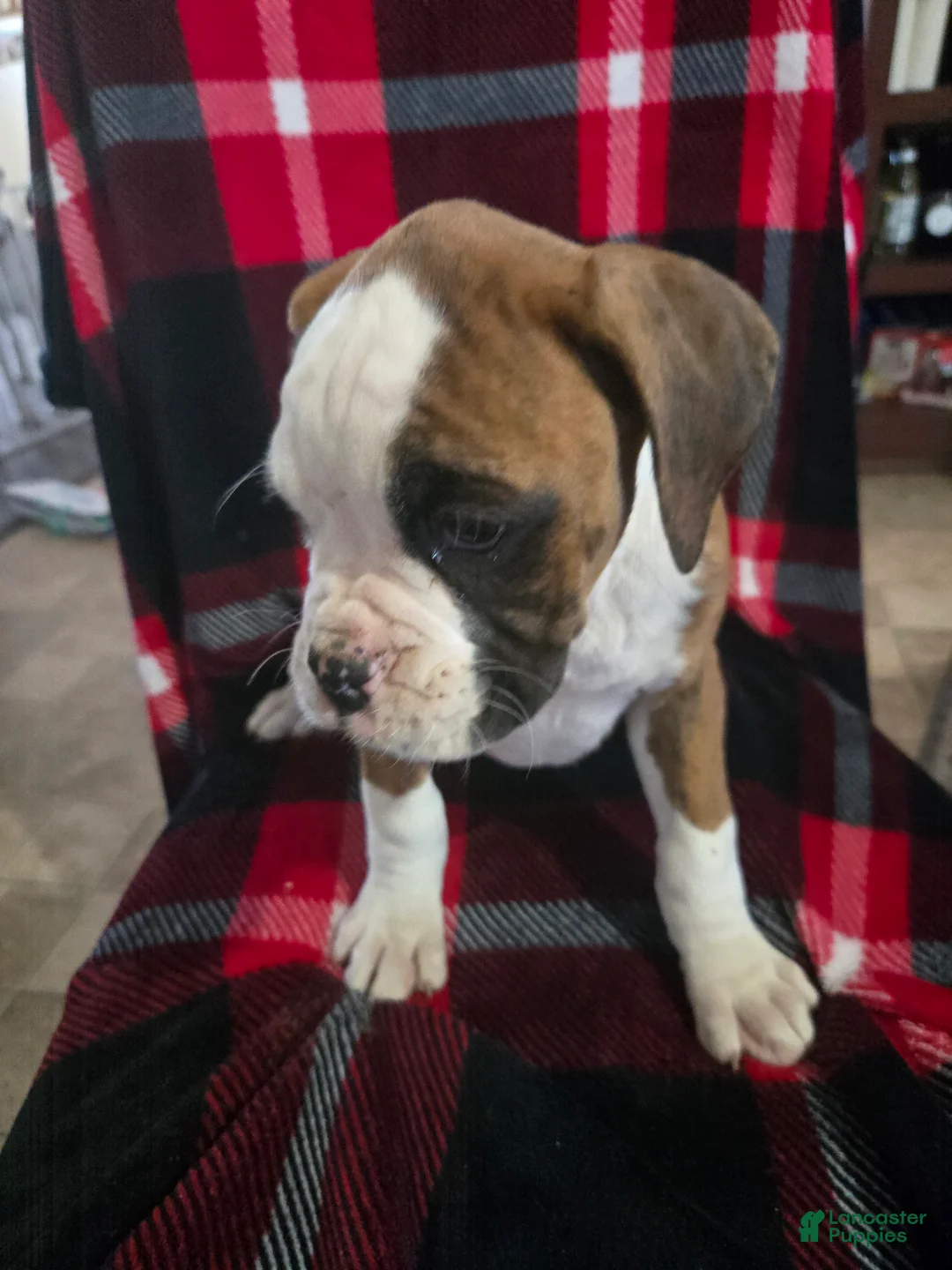 Boxer dogs for sale: Lady - Ad 4