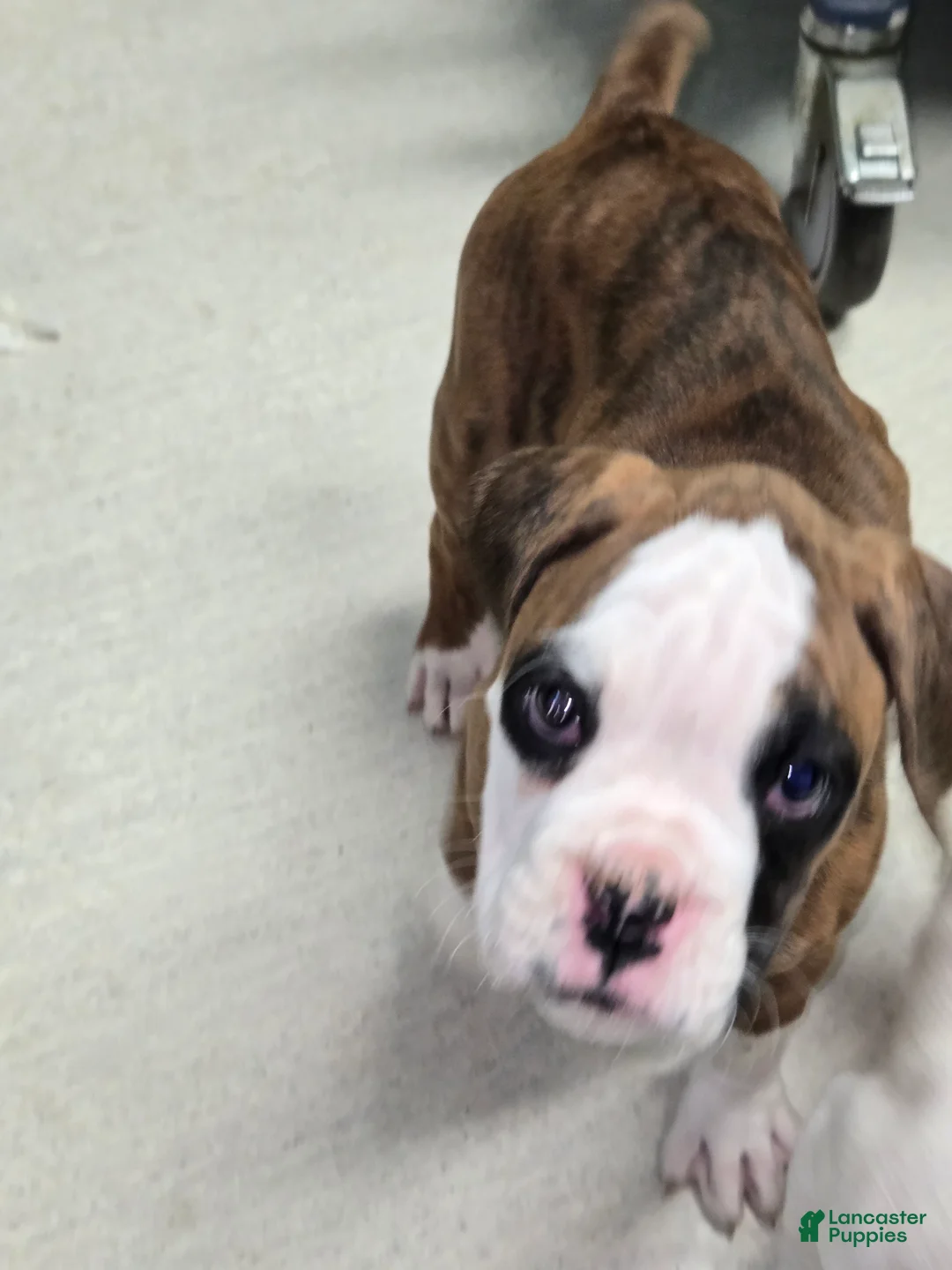 Boxer dogs for sale: Lady - Ad 15