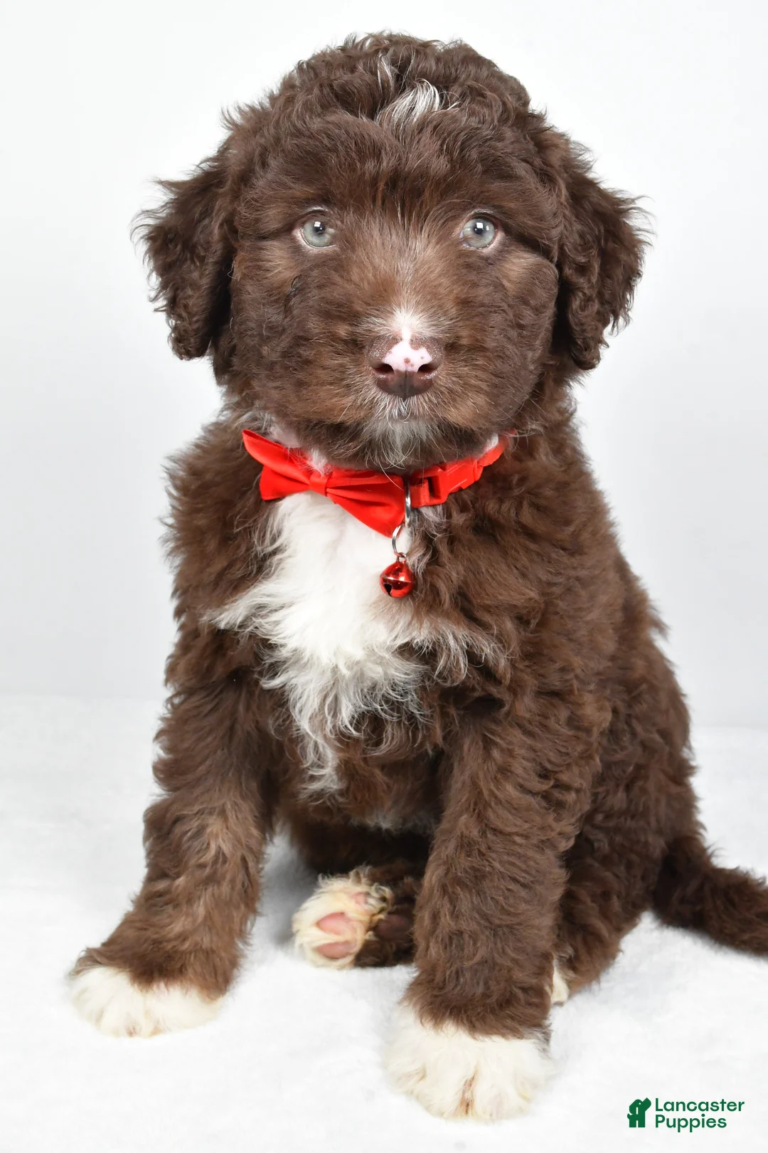 Mini Aussiedoodle dogs for sale: Shadow - Ad 1