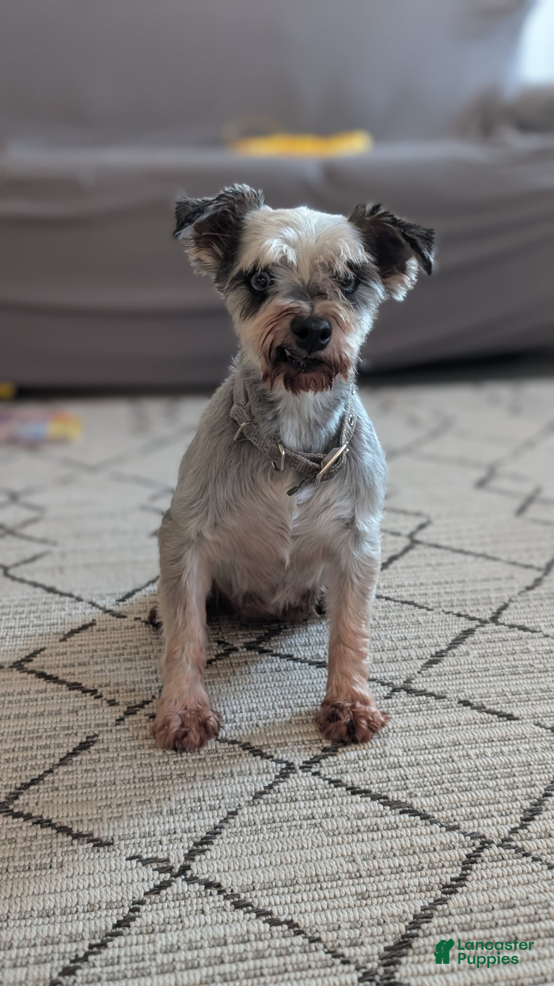 Miniature Schnauzer dogs for sale: Willow  - Ad 16