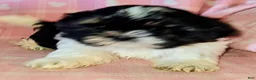 Shih Tzu dogs for sale: Sam - Ad 9