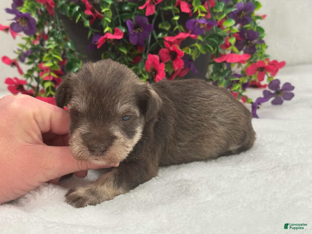 Miniature Schnauzer dogs for sale: Josie Female 1 - Ad 2