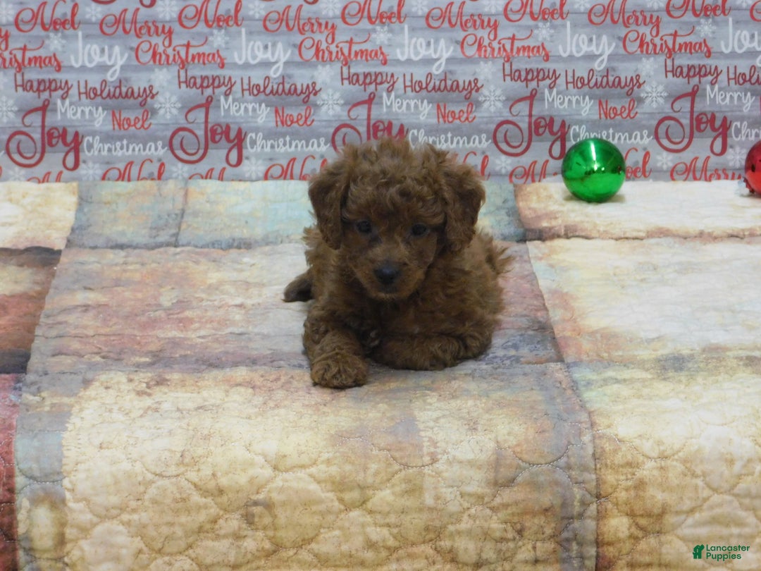 Goldendoodle dogs for sale: Mini Ginger - Ad 3