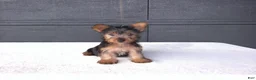 Yorkshire Terrier dogs for sale: Sammy  - Ad 5