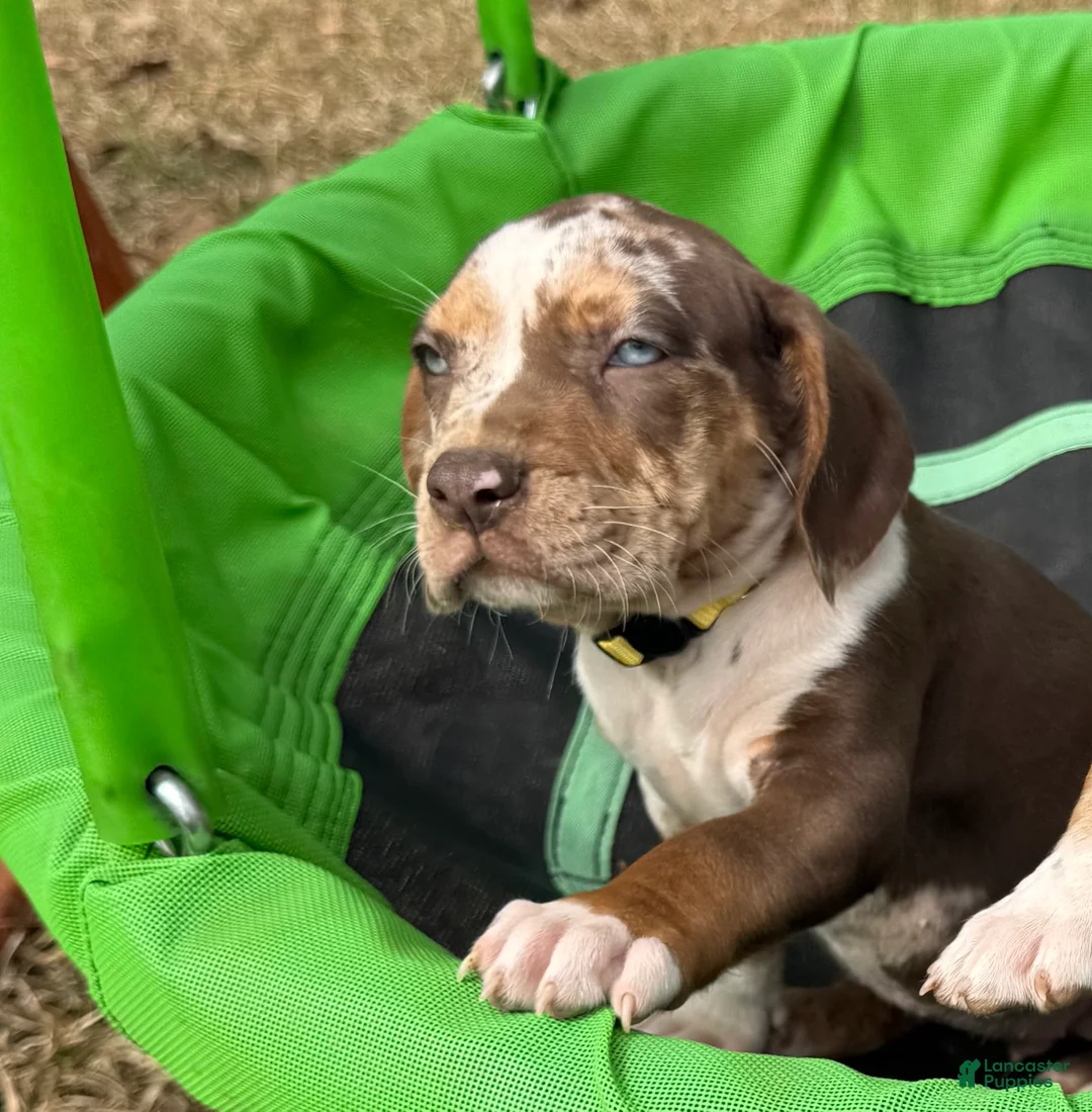 Catahoula Leopard Dog dogs for sale: Catahoula Leopard Dog Puppy 5 - Ad 1