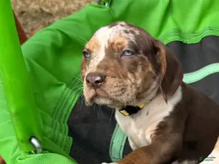 Catahoula Leopard Dog dogs for sale: Catahoula Leopard Dog Puppy 5 - Ad 3