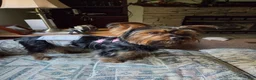 Yorkshire Terrier dogs for sale: Yorkshire Terrier Puppy 1 - Ad 6