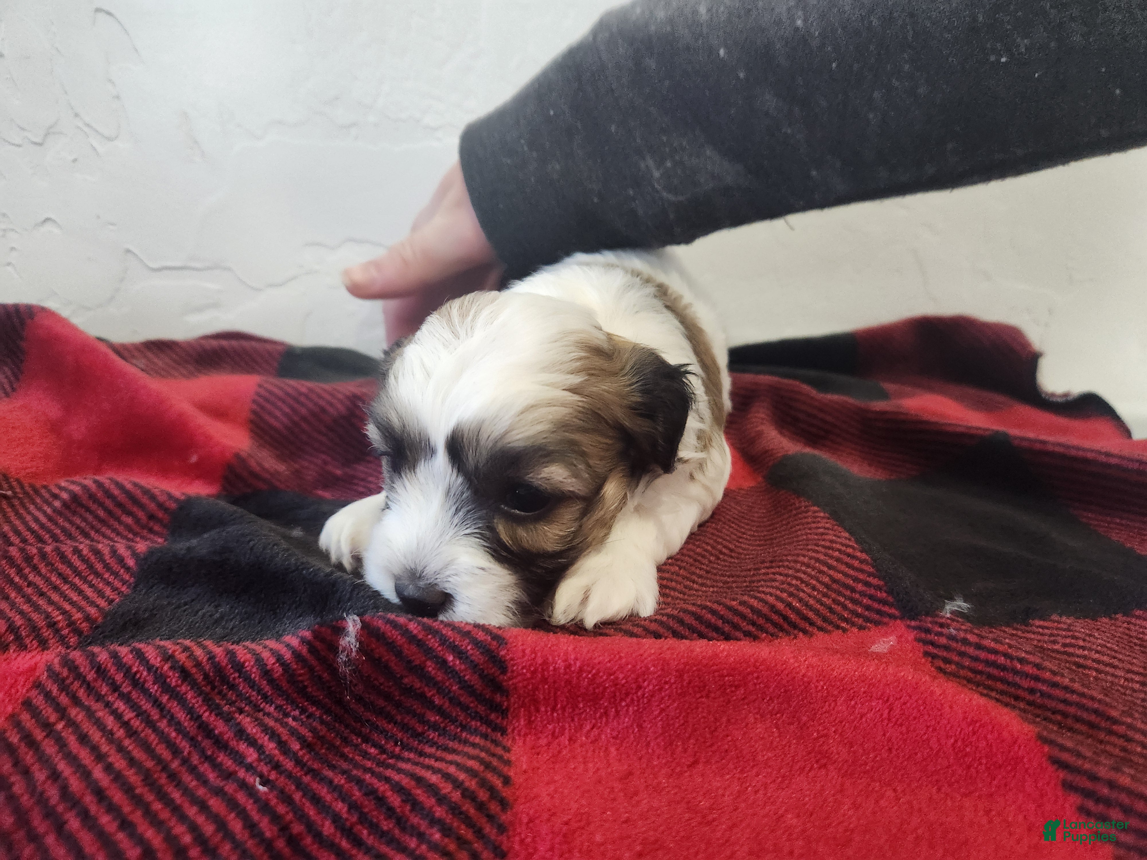 Havanese dogs WESLEY - Ad 1