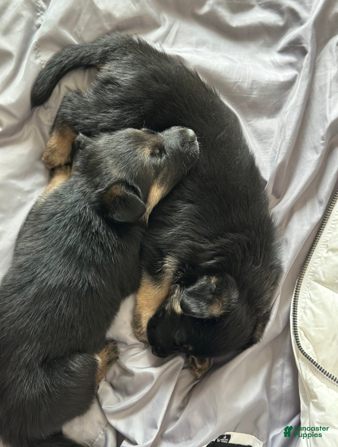 German Shepherd dogs for sale: Zephyr - Ad 4