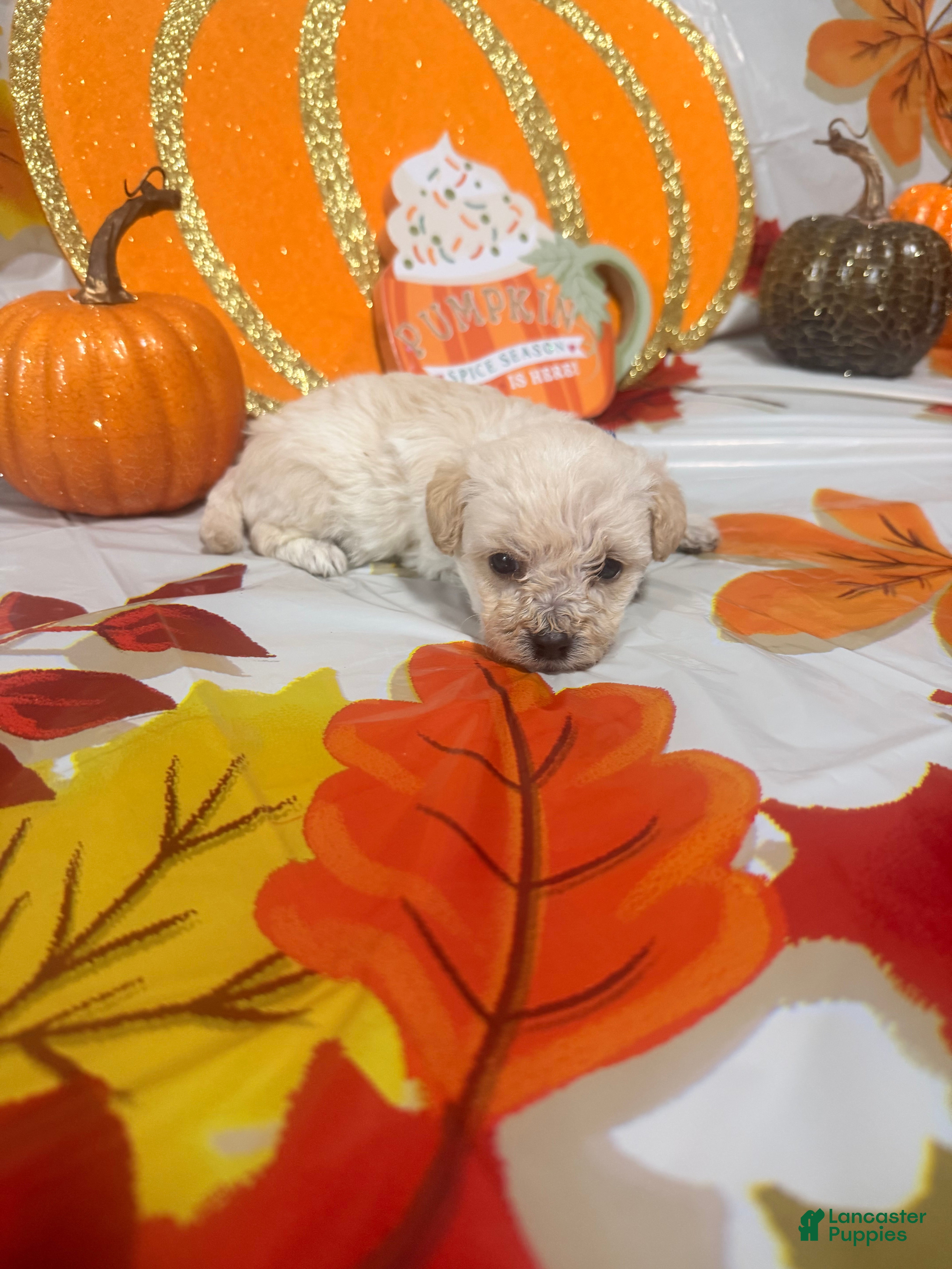 Yorkiepoo dogs Yorkiepoo 1 - Ad 15