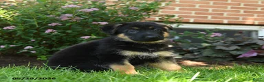 Suki 