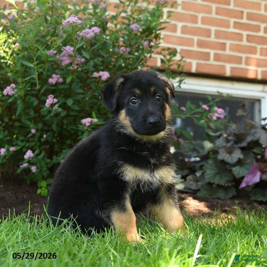 German Shepherd dogs for sale: Suki  - Ad 1