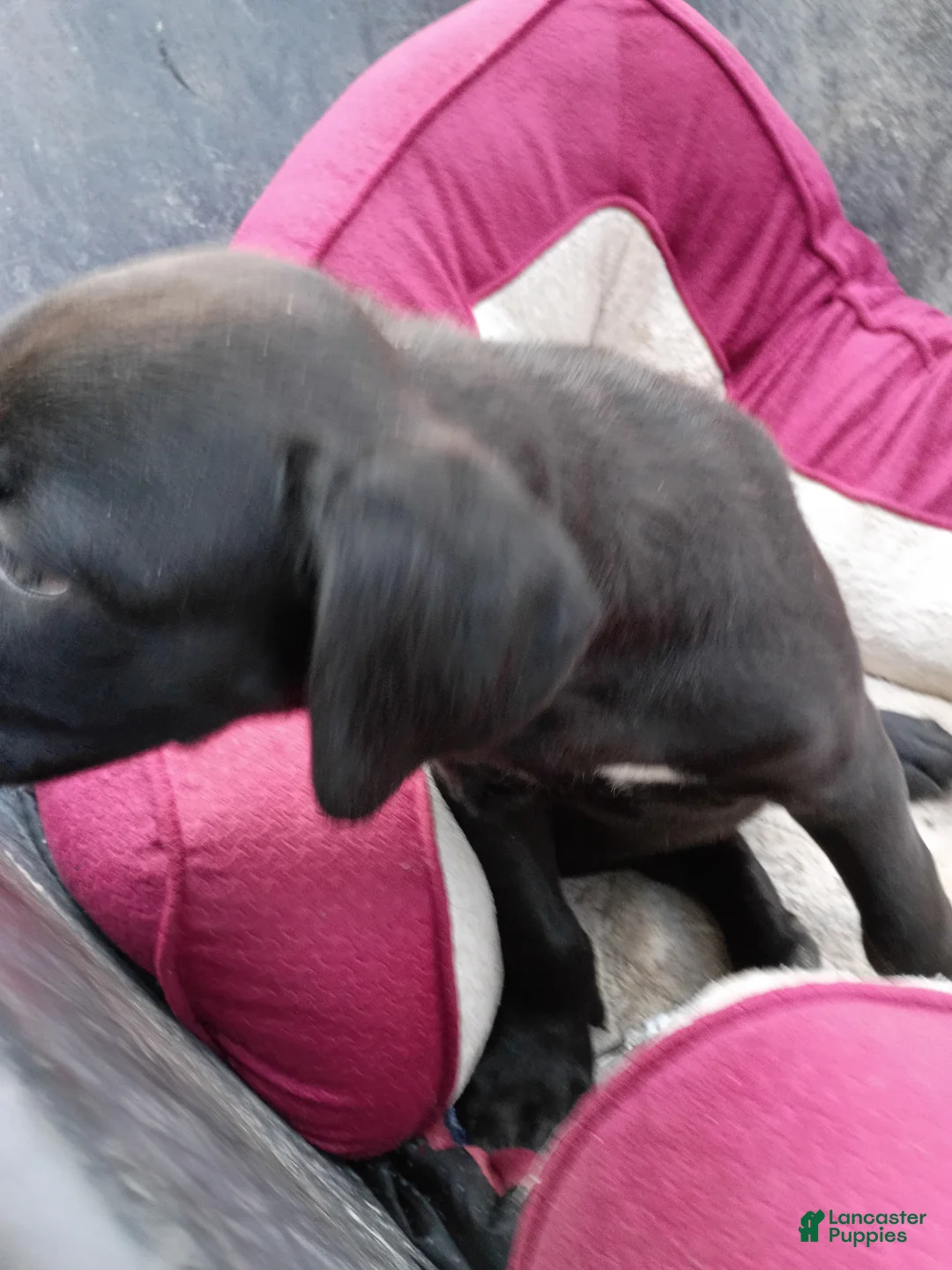 Cane Corso dogs for sale: Cane Corso Puppy 2 - Ad 2