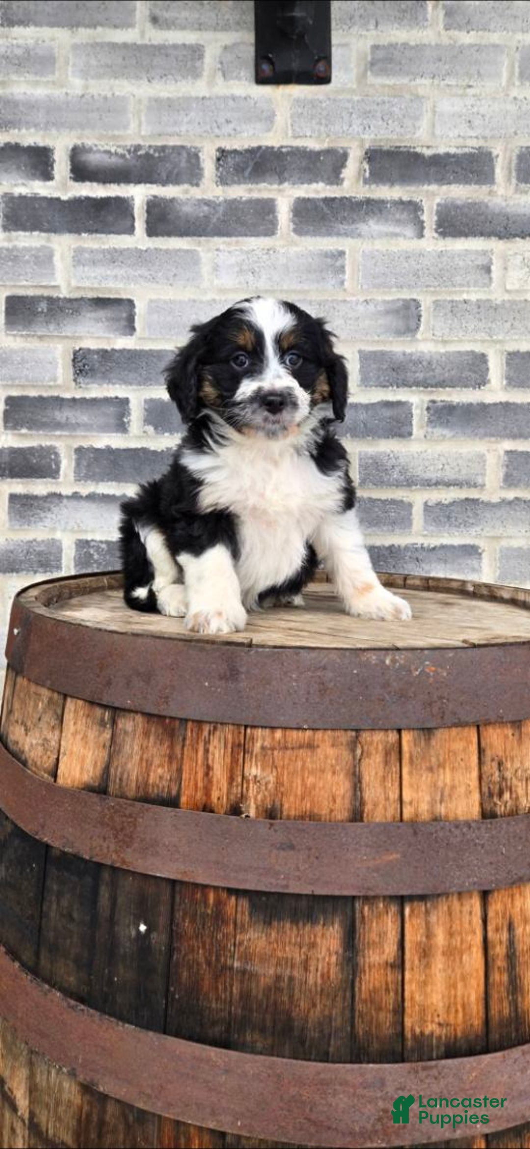 Mini Aussiedoodle dogs for sale: Ollie – Male (Tri-Color) - Ad 3