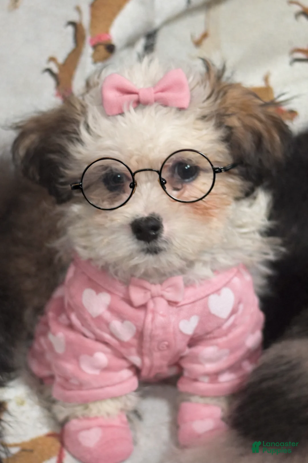 Shihpoo dogs for sale: Shihpoo Puppy 8 - Ad 2