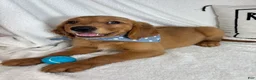 Golden Retriever dogs for sale: Gunner - Ad 5