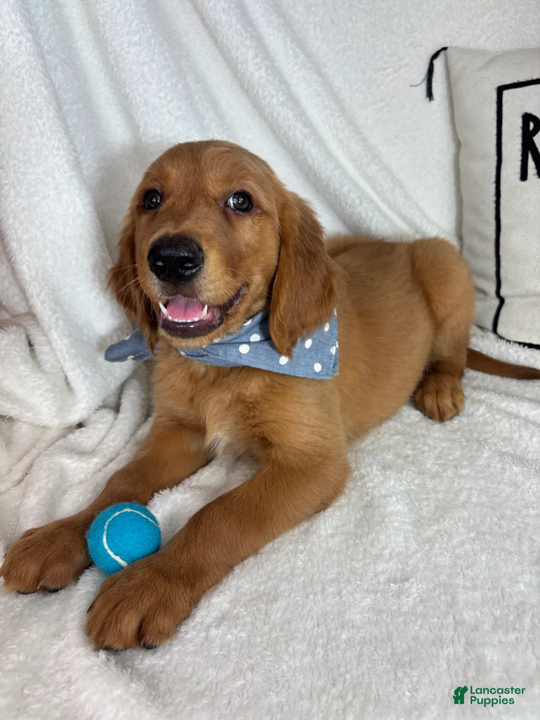 Golden Retriever dogs for sale: Gunner - Ad 5
