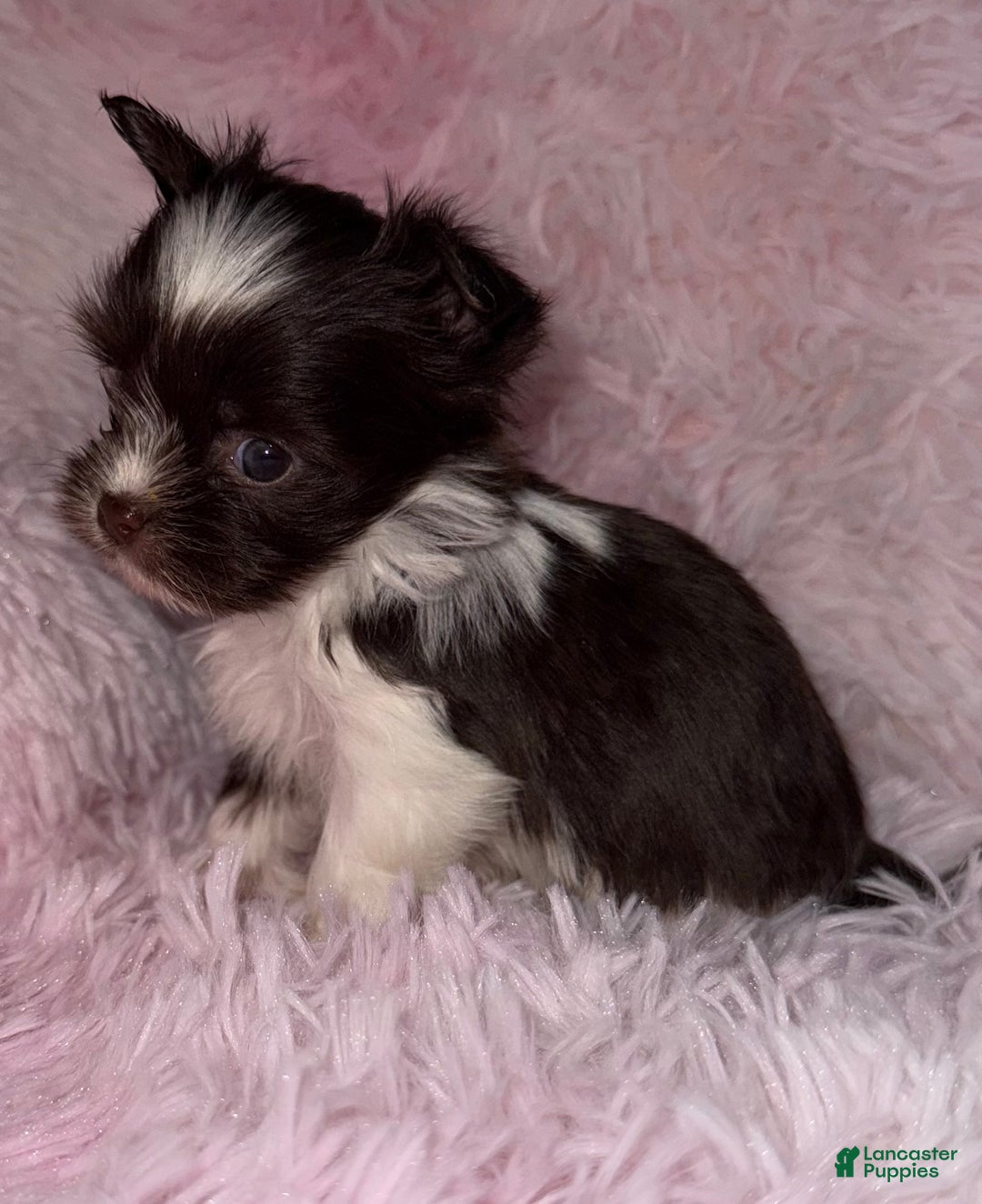 Yorkshire Terrier dogs for sale: Love - Ad 2