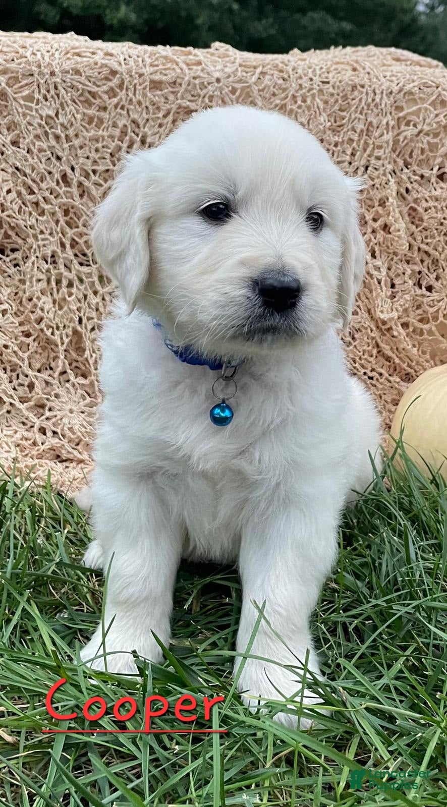 Golden Retriever dogs Cooper - Ad 13