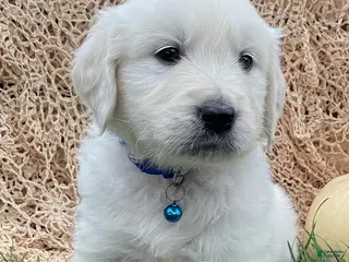 Golden Retriever dogs Cooper - Ad 13
