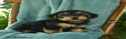Yorkiepoo dogs for sale: Leo  - Ad 2