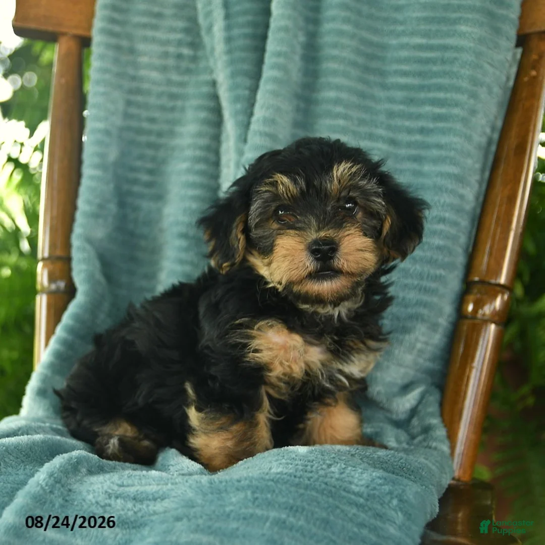 Yorkiepoo dogs for sale: Leo  - Ad 2