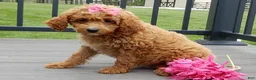 Cavapoo dogs for sale: Penny - Ad 4