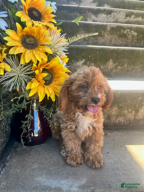 Cavapoo dogs Lennon - Ad 2
