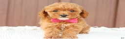 Toy Poodle dogs for sale: Caramel  - Ad 5