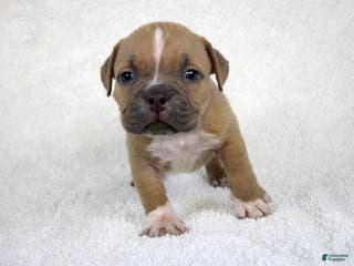 American Bully dogs Fawn Female (1 white foot) - Ad 19