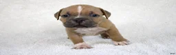 American Bully dogs for sale: Fawn Female (1 white foot) - Ad 10