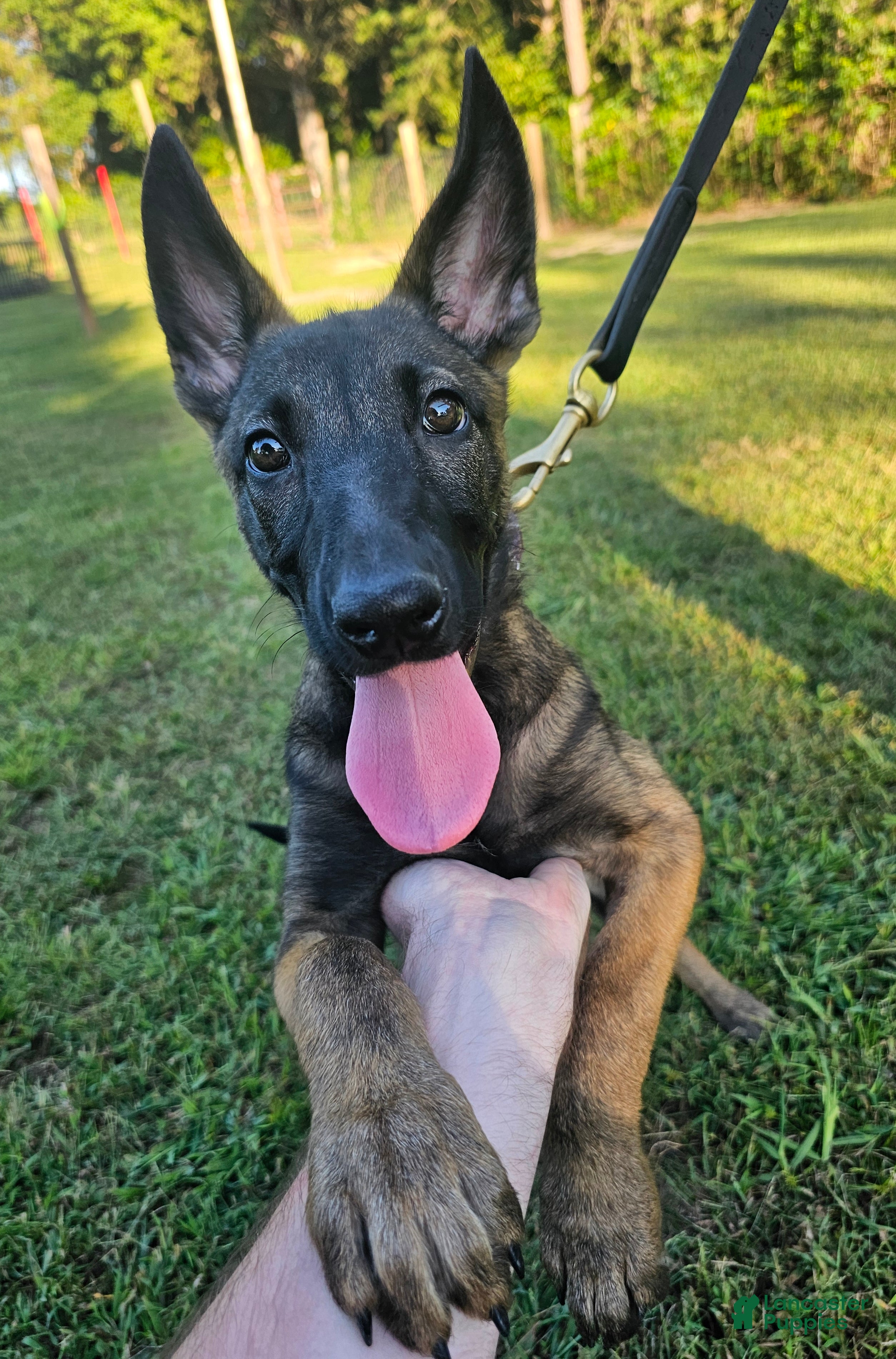 Mixed Breed dogs Jinx - Ad 2