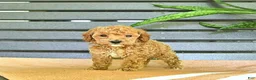 Miniature Poodle dogs for sale: Cornelius - Ad 8