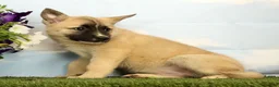 Mixed Breed dogs for sale: Kenzie - Ad 5