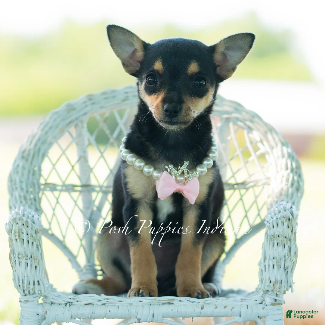 Chihuahua dogs for sale: Permedia - Ad 2