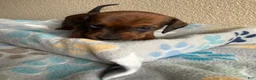 Dachshund dogs for sale: Daisy - Ad 3