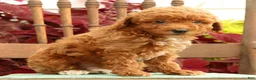 Miniature Poodle dogs for sale: Shawn - Ad 6