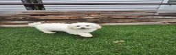 Teddy Bear dogs for sale: Lucas - Ad 27