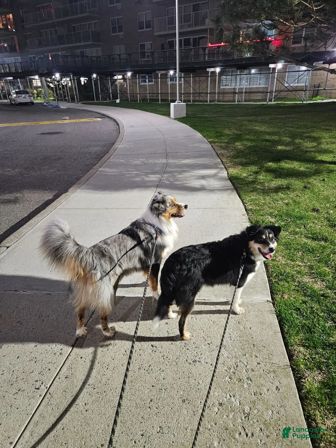 Miniature Australian Shepherd dogs for sale: Bentley  - Ad 5
