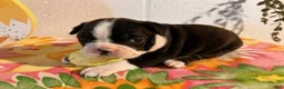 Boston Terrier dogs for sale: Bubbles - Ad 4