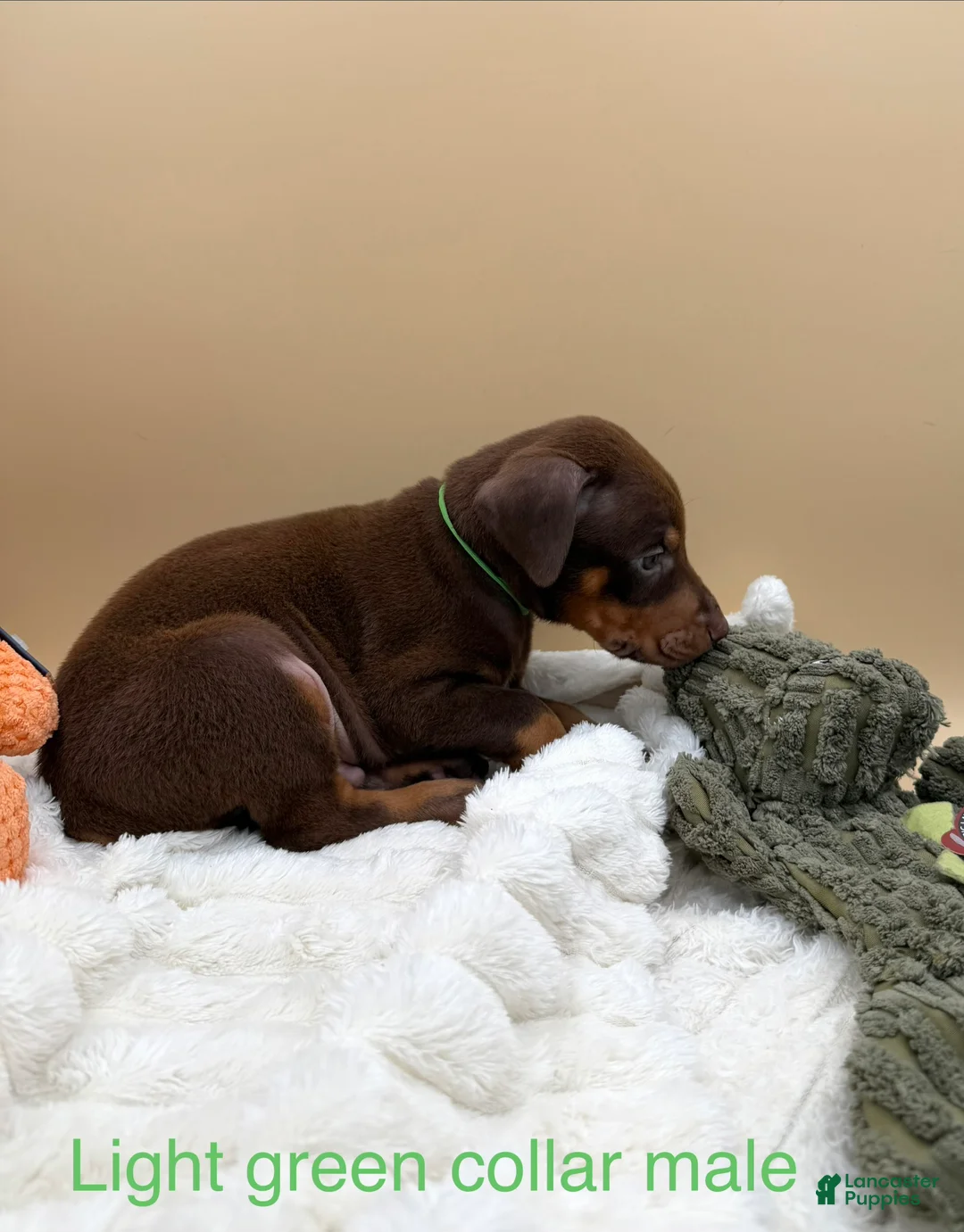 Doberman Pinscher dogs for sale: black/rust female pink collar 🩷 - Ad 16