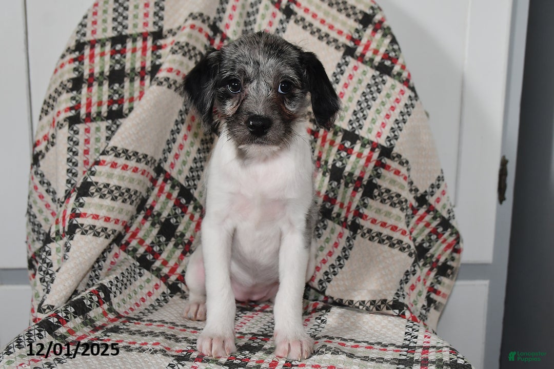 Mixed Breed dogs for sale: Buttercup - Ad 2