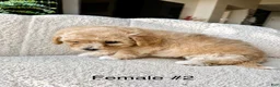 Bichpoo dogs for sale: Bichpoo 1 - Ad 4