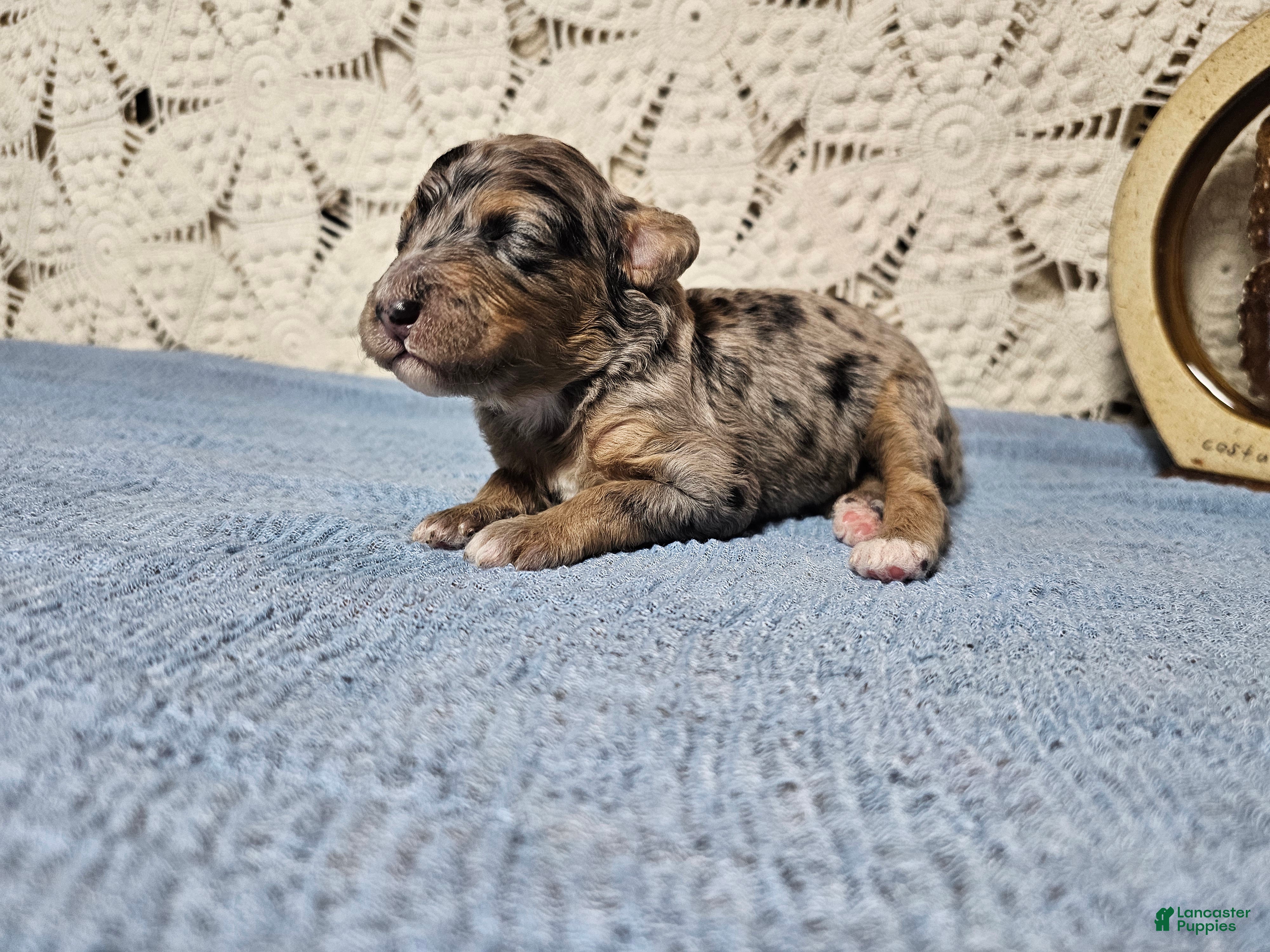 Mini Goldendoodle dogs Pepper - Ad 1