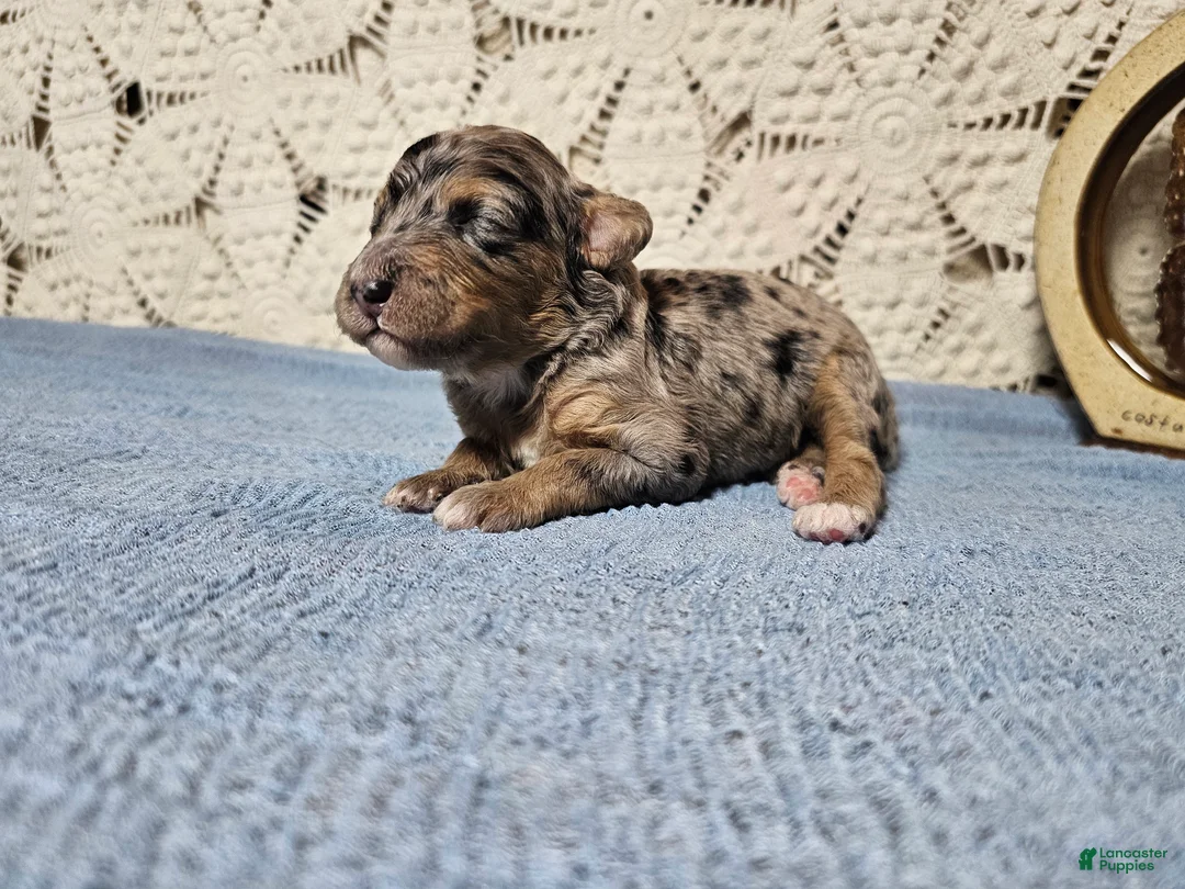 Mini Goldendoodle dogs for sale: Pepper - Ad 1