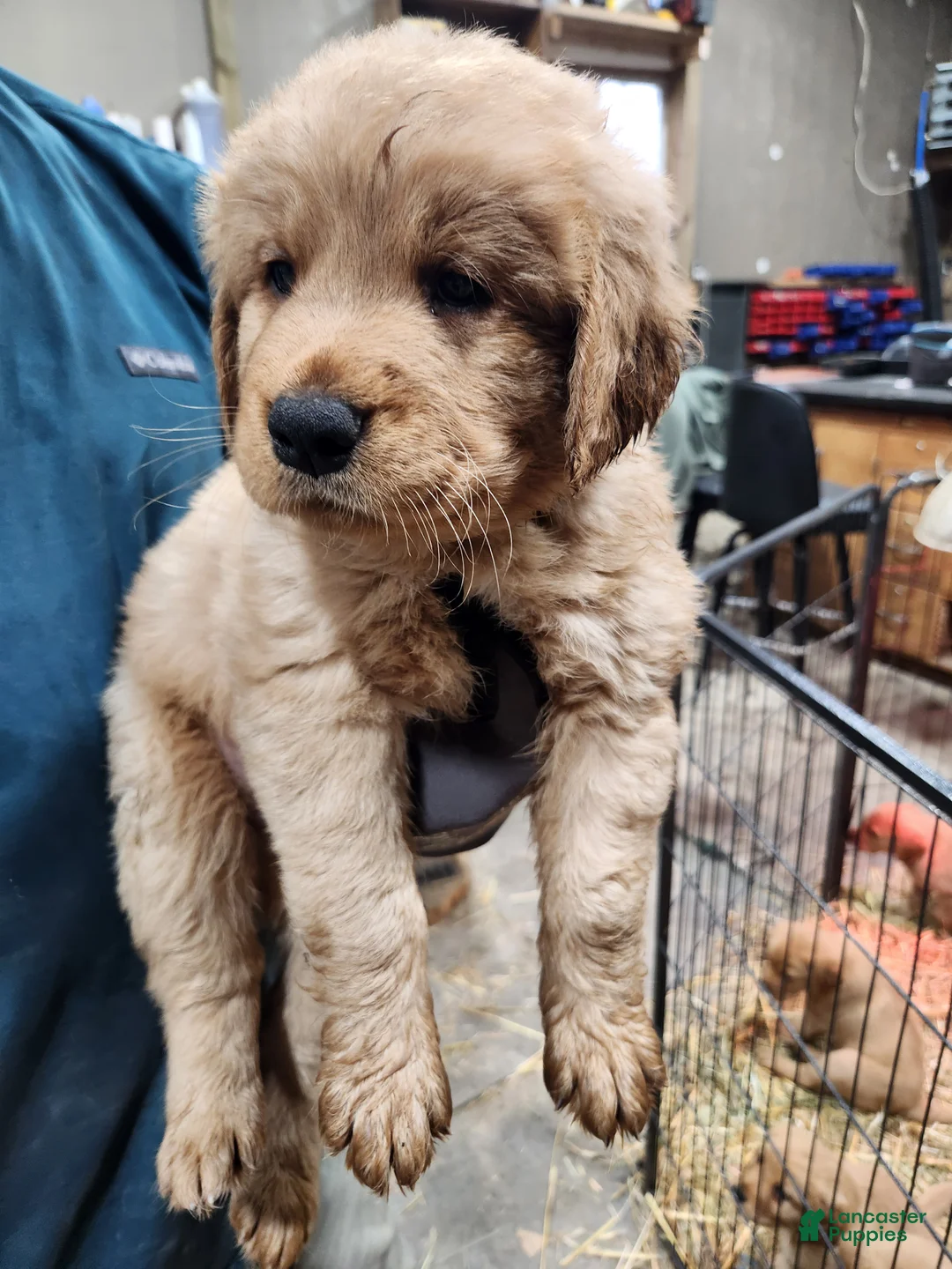 Goldador dogs for sale: Goldador Puppy blue collar  - Ad 1